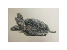 Sea turtles editorial illustration